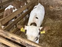 Cow, Hungarian Grey breed — photo 4
