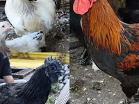 Brahma — fotografija 1