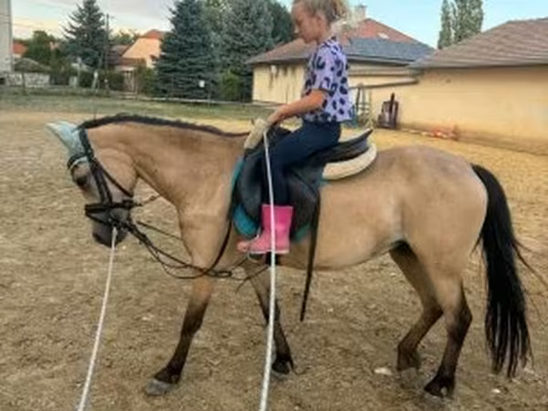 Kobila, Коњи