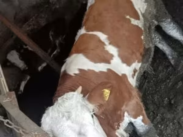 公牛, Simmental cattle