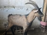 Jarac, Oberhasli goats — fotografija 2