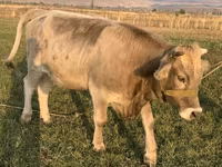 Sigir, Swiss cattle — 6-rasm