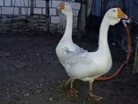 Geese — fotografija 5