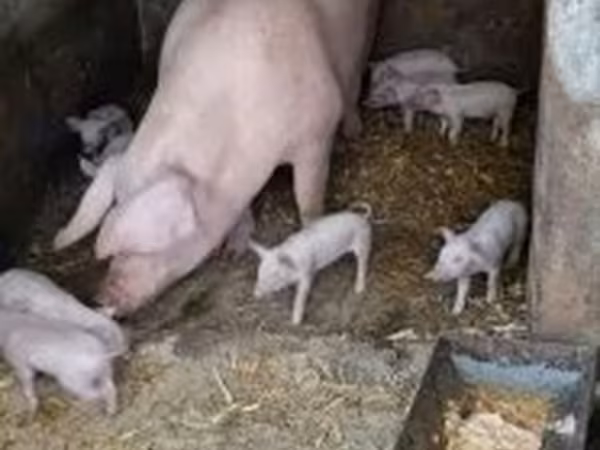 母猪, Pigs