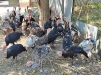 Turkeys — fotografija 5