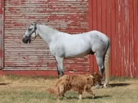 Pastuv, Tennessee Walking Horse — fotografija 2