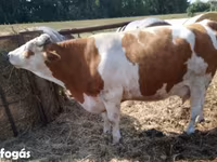 بقرة, Simmental cattle — الصورة 1