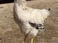 Chickens — fotografija 1