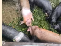 नर सूअर, Дюрок — फ़ोटो 2