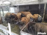 Oveja, Texel sheep — foto 1