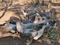 Geese — 写真 5