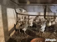 Turkeys — Foto 3
