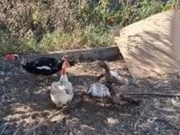 Ducks — zdjęcie 3