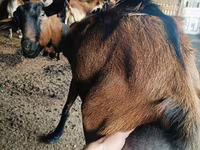 Billy Goat, Nubian Goat — photo 2
