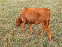 公牛, Aberdeen-Angus — 照片 5