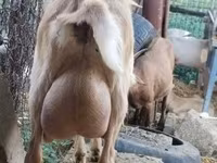 Cabra, Saanen goat — foto 6
