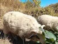 Baran, Racka sheep — zdjęcie 4