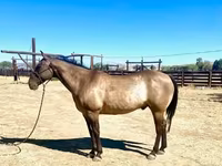 Pastuv, Quarter Horse — fotografija 7