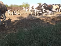 Bik, Russian Black pied cattle — fotografija 2