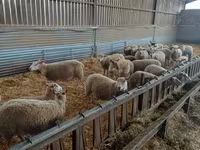 نعجة, Rouge de l’Ouest sheep — الصورة 2