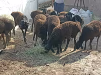 Ovce (partija, pol nije naveden), Tajik sheep — fotografija 5