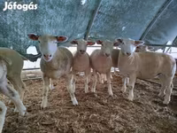 भेड़, Ile-de-France sheep — फ़ोटो 1