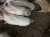 Verro, Мангалица — foto 2