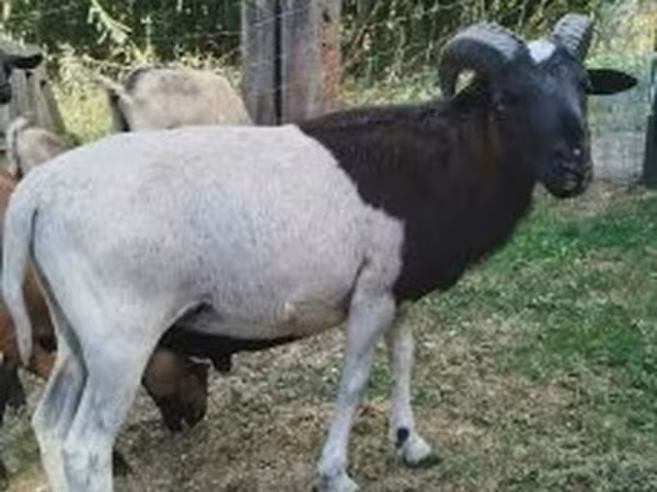 Baran, Cameroon sheep — Węgry