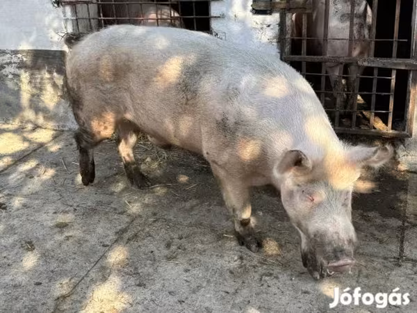 Boar, Pigs