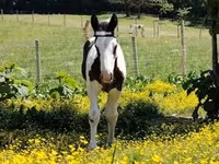 Cavalo, Gypsy horse — foto 4