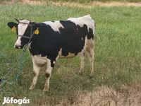 Vaca, Raza Holstein — foto 2