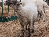 公羊, White Suffolk sheep — 照片 2