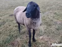 Carnero, Racka sheep — foto 2