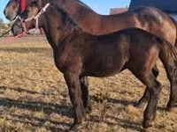 Caballo, Percheron — foto 5