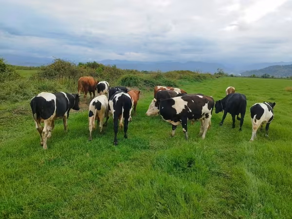 Krowa, Russian Black pied cattle