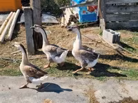 Geese — 照片 5