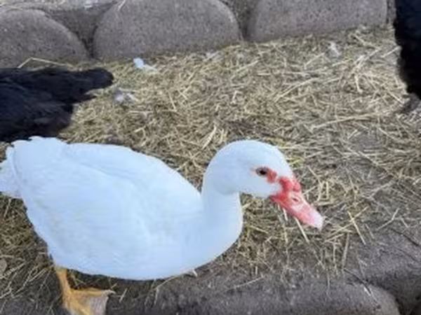 Ducks
