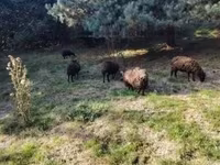 Ovelha, Ouessant sheep — foto 8