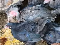 Turkeys — Foto 4
