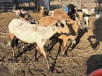 Owca, Cameroon sheep — zdjęcie 2