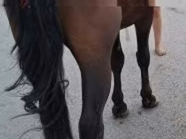 Cavalo, Cavalos