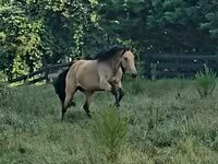Kobila, Missouri foxtrotter — fotografija 4