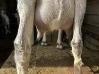 Goat, Alpine goat — photo 3