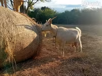 Cabra, Saanen goat — foto 2