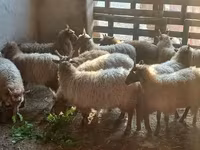 Schaf, Racka sheep — Foto 3