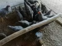 Chickens — الصورة 4