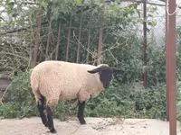 Carneiro, White Suffolk sheep — foto 2