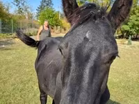 Hengst, Nonius horse — Foto 6