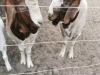 बकरा, Boer goat — फ़ोटो 2