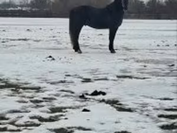 حصان, Lipizzaner